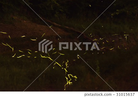 螢火蟲 31015637