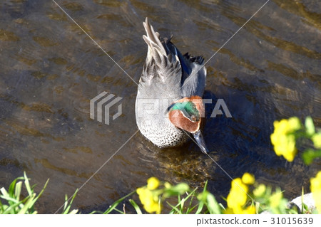 東京三鷹的野鳥在Sengawa河岸附近漂浮的角膜白斑雄性 31015639