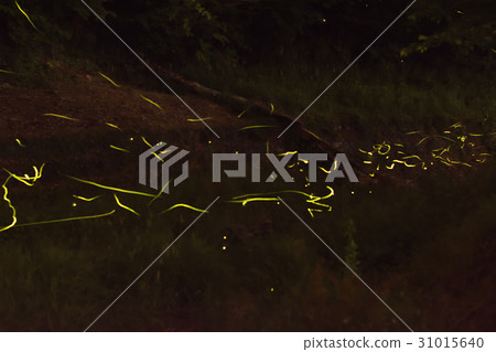 螢火蟲 31015640