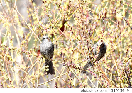 Brown-eared bulbul which stops at the wild bird's Sengawa adjacent park in Tokyo Mitaka Brown-eared bulbul which stops at the wild bird's Sengawa adjacent park in Tokyo Mitaka 31015649