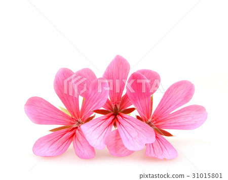 Geranium Flowers 31015801