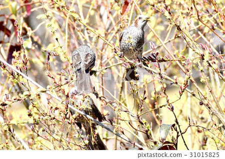 Brown-eared bulbs eating the flowers of the willow at the wild bird Sengawa adjacent park in Tokyo Mitaka Brown-eared bulbs eating the flowers of the willow at the wild bird Sengawa adjacent park in Tokyo Mitaka 31015825
