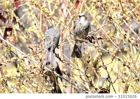 Brown-eared brown bear stalling in the wild bird sikagawa adjoining park in Tokyo Mitaka Brown-eared brown bear stalling in the wild bird sikagawa adjoining park in Tokyo Mitaka 31015826