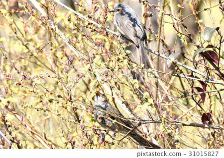 Brown-eared bulbs eating the flowers of the willow at the wild bird Sengawa adjacent park in Tokyo Mitaka 31015827