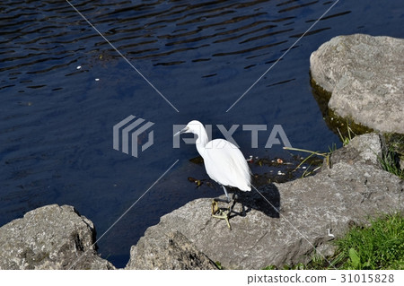 在東京三鷹的野鳥走在Sengawa河岸，找到一個我喜歡的地方 31015828