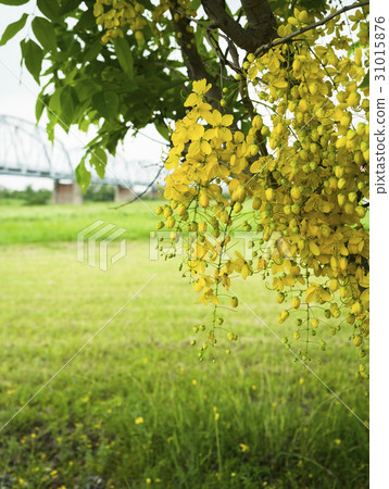 Golden Rain Able 31015876