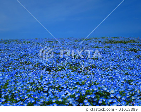 Nemophila領域 31015889