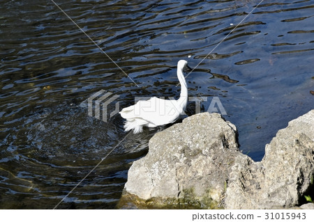 在東京三鷹Kosagi的野生鳥在Sengawa淺灘站立 31015943