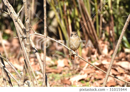 一隻jawbataki的女性在一個公園毗鄰一隻野生鳥Senkawa在東京三鷹 31015944