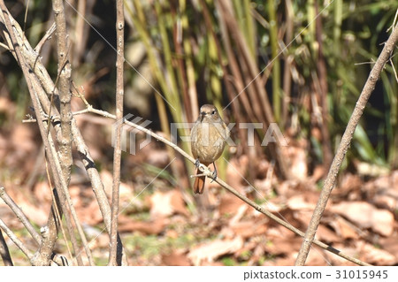 一隻jawbataki的女性在一個公園毗鄰一隻野生鳥Senkawa在東京三鷹 31015945