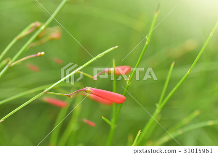 Russelia equisetiformis plant flower in garden. 31015961