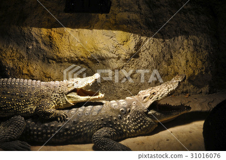 Nile crocodiles, or Crocodylus niloticus Nile crocodiles, or Crocodylus niloticus 31016076