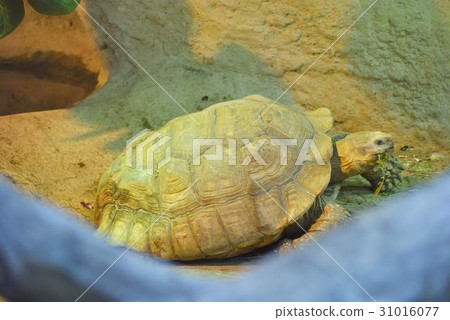 The marginated tortoise, or Testudo marginata The marginated tortoise, or Testudo marginata 31016077