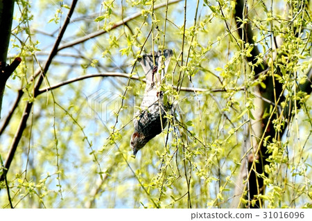 Birds of Tokyo Mitaka Bird sagawa adjoining park Brown fish with a bud of flower willow Birds of Tokyo Mitaka Bird sagawa adjoining park Brown fish with a bud of flower willow 31016096