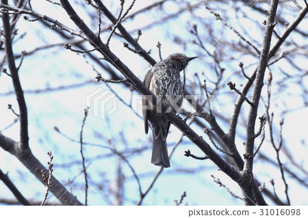 Brown-eared bulbulous on a cherry tree of a wild bird Senkawa Park in Tokyo Mitaka 31016098