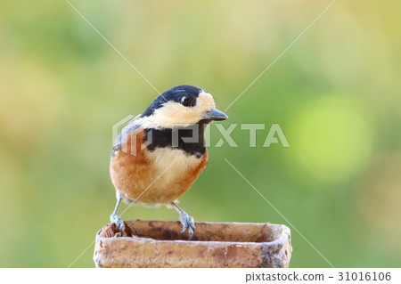 野生鳥Yamagara秋天樹 野生鳥Yamagara秋天樹 31016106