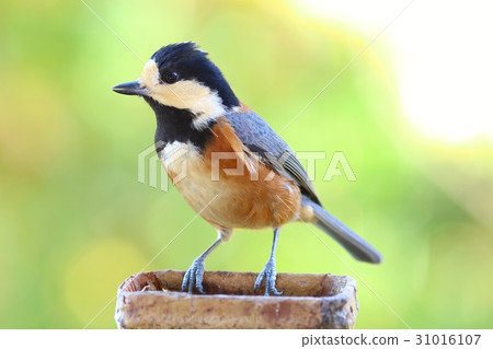 野生鳥Yamagara秋天樹 31016107