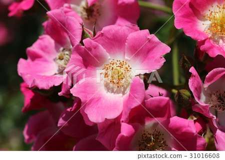 Rose / Jardin de France Rose / Jardin de France 31016608
