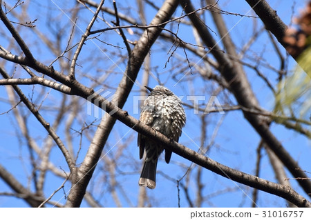 Brown-eared bulbulous on a cherry tree of a wild bird Senkawa Park in Tokyo Mitaka 31016757