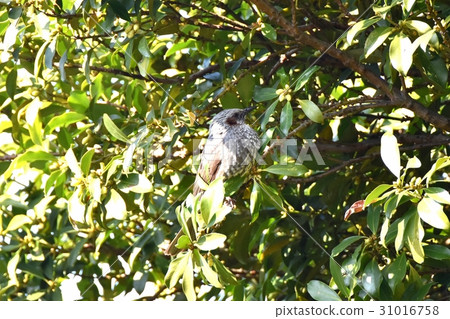 Brown-eared brown pottery sticking to shikimi at Watanabe Mitaka Senkawa Park in Tokyo Mitaka 31016758