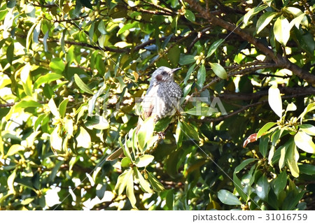 棕色有耳的棕色陶器在東京三鷹的Watanabe Mitaka Senkawa公園堅持shikimi 31016759