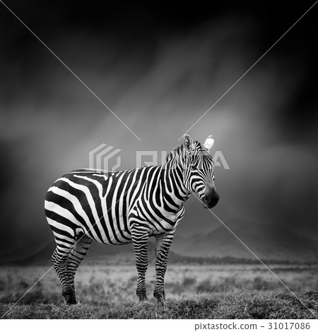 Black and white image of a zebra 31017086