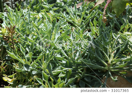 Masai's arrowhead / Senekio 31017365