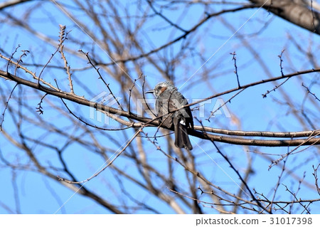 Brown-eared bulbul sticking to the dead tree of Sokagikuen wild bird in Tokyo Mitaka 31017398