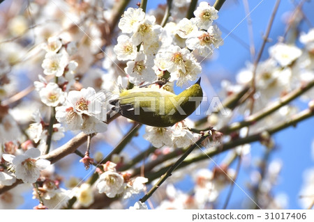 在東京三鷹的野生鳥吮吸hakubai的蜂蜜在三鷹中原開花了 在東京三鷹的野生鳥吮吸hakubai的蜂蜜在三鷹中原開花了 31017406