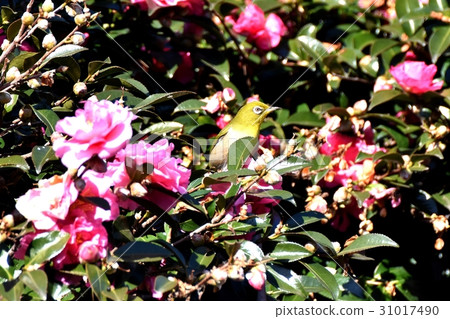 在東京三鷹和Yabutsubaki的野鳥三鷹中原的野鳥 31017490