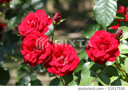 玫瑰/ Rabagroute 31017588