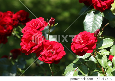 Rose / Rabagroute 31017589