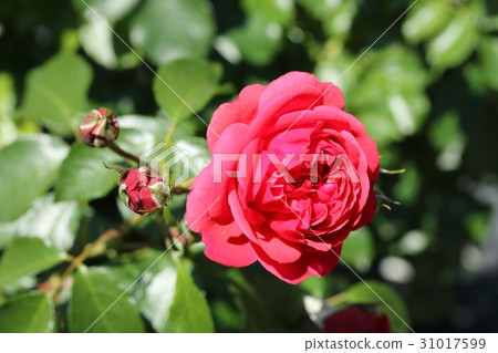 羅斯/齊格弗里德 羅斯/齊格弗里德 31017599