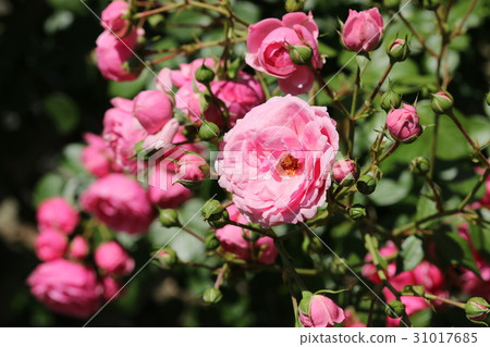 Rose / Schneider-Baltzer 31017685