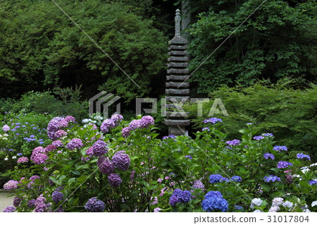 Iwanebetsu繡球花和萬石寶塔 31017804