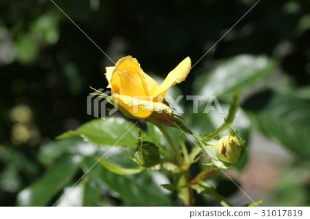 玫瑰/尤里卡 玫瑰/尤里卡 31017819