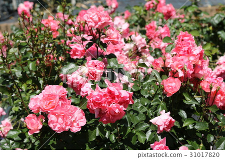 Rose / Leonidas Rose / Leonidas 31017820