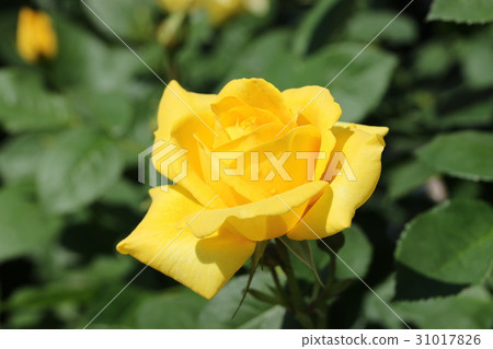 Roses / Izu's dancers 31017826