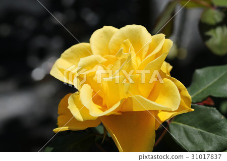Rose / Henry Fonda 31017837