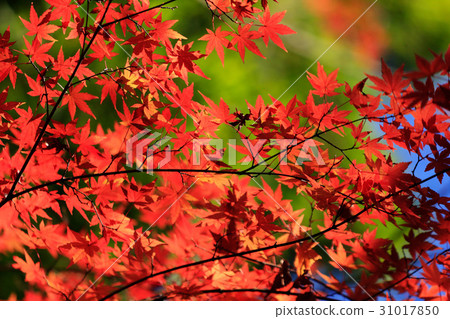 Momiji gradation 31017850