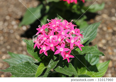 五硫化二磷 31017960