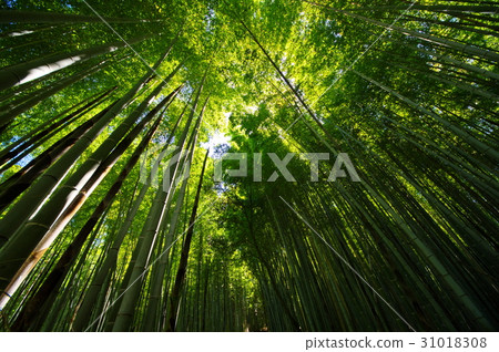 Continuing bamboo grove of the bamboo shoots and stretching bamboo shoots Kyoto Sagano Continuing bamboo grove of the bamboo shoots and stretching bamboo shoots Kyoto Sagano 31018308