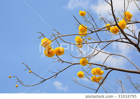 Cochlospermum regium flower on blue sky . 31018795