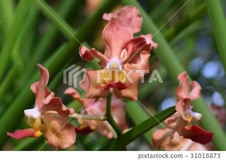 Udon Sunshine Orchid 31018873