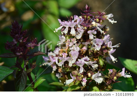 Sweet Basil, Thai Basil Sweet Basil, Thai Basil 31018993