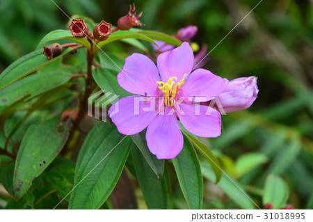 Indian Rhododendron , Malabar Melastome Indian Rhododendron , Malabar Melastome 31018995