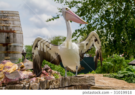 An beautiful pelican 31019918