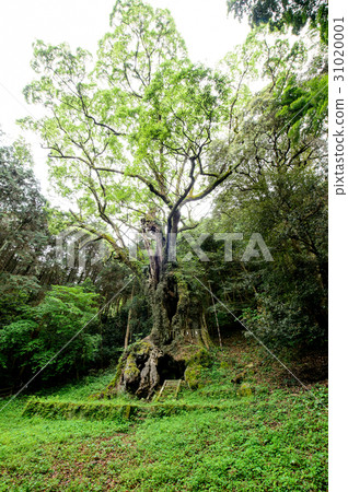 Takeo Ogusu Saga Prefecture 31020001