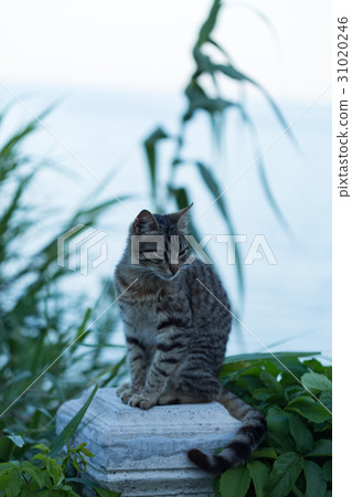 Gray striped cat sitting on stone column pillar Gray striped cat sitting on stone column pillar 31020246
