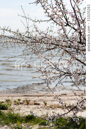 branches of blossoming cherry tree sakura branches of blossoming cherry tree sakura 31020261